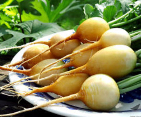 ไชเท้า สลาต้า (Radish Zlata) สีเหลือง / 400 เม็ด (UK)