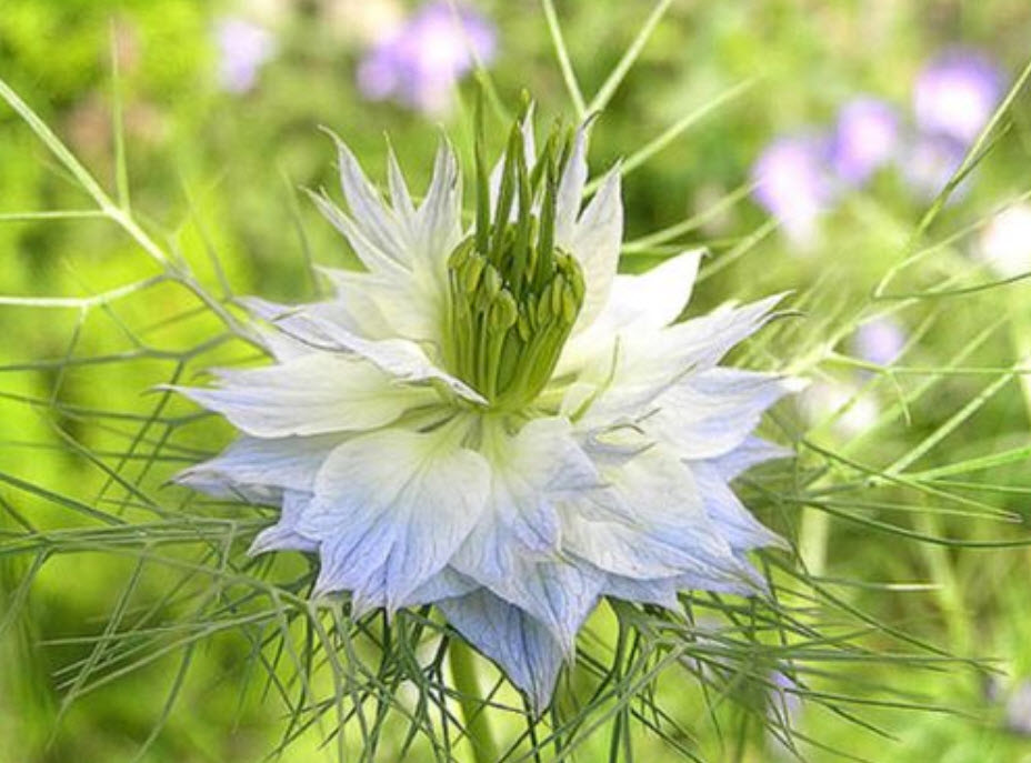 รักในสายหมอก (Love in a Mist - Ragged Lady Mix) / 600 เม็ด (Ukraine)