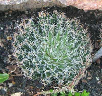 ฮาโวเทีย Haworthia arachnoidea / 100 เม็ด