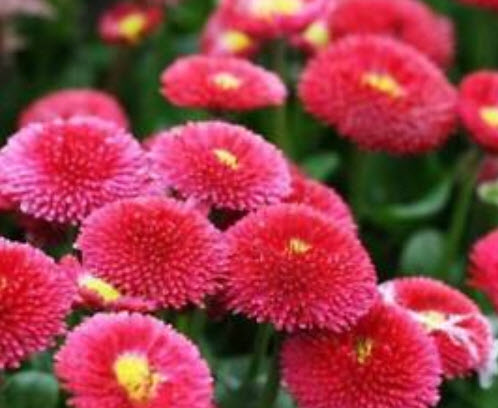 เดซี่ (Daisy) สีแดง / ซอง 50 เม็ด (A118)