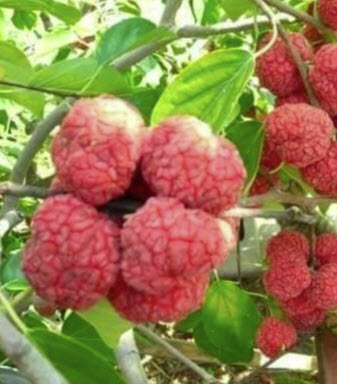 ต้นหม่อนลิ้นจี่ (Che fruit) กระถาง 8 นิ้ว สูง 40-60 ซ.ม. / ต้น