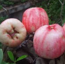 ต้นชมพู่สาแหรก เพาะเมล็ด สูง 15-30 ซ.ม.