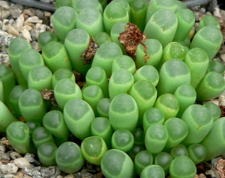 ป็อกกี้ หรือ เฟเนสตราเรีย (Fenestraria Aurantica) / 10 เม็ด (UK)