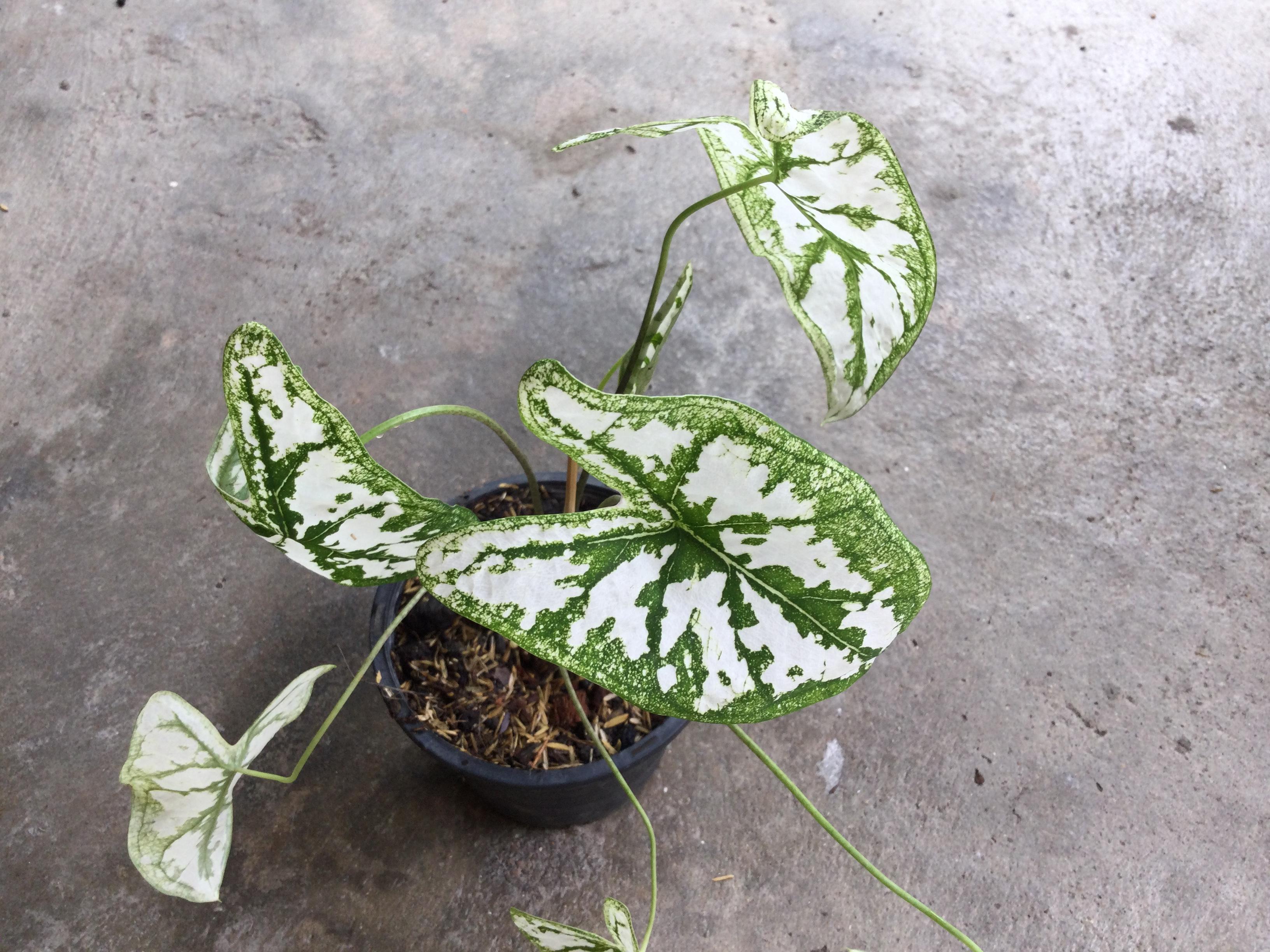 ต้นบอนพระยาเศวต (Caladium humboldtii) กระถาง 6 นิ้ว