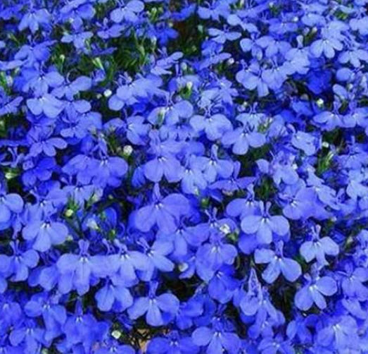 ดอกผีเสื้อ สีฟ้า-น้ำเงิน (Butterfly Flower) / 50 เม็ด