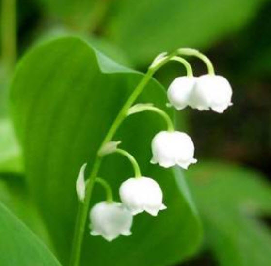 กล้วยไม้ระฆัง (Bell Orchid) สีขาว / 100 เม็ด