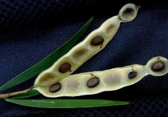 กระถินดอย หรือกระถินไต้หวัน (Acasia confusa) / 20 เม็ด (France)*