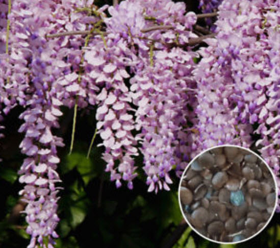 วิสทีเรีย (Wisteria) คละโทนสีม่วง / 10 เม็ด