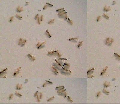 กระเป๋าจิงโจ้ (Cephalotus Follicularis) / 3 เม็ด (Israel)