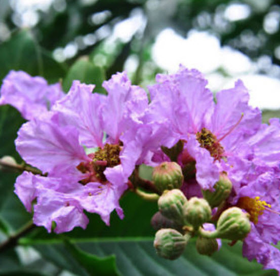 เมล็ดยี่เข่ง คละสี / 10 เม็ด (ไทย)