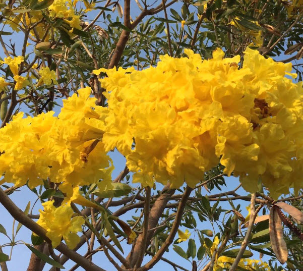 เหลืองสิรินธร หรือเหลืองปรีดียาธร / 10 เม็ด