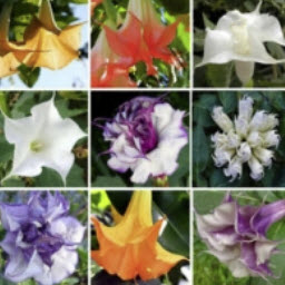 ลำโพง (Brugmansia) คละสี / 50 เม็ด (China)
