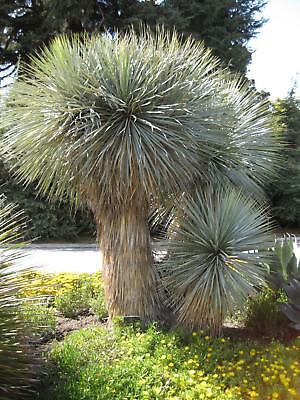 บีค ยุกค่า (Beaked Yucca) / 10 เม็ด (UK)