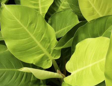 ต้นฟิโล กุมารทองเรียกทรัพย์ หรือมูนไล้ท์ กระถาง 8 นิ้ว