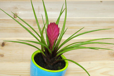 ทิลแลนด์เซีย (Tillandsia Cyanea) สีชมพู / 10 เม็ด