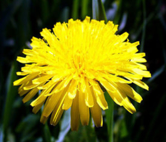 แดนดิไลออน (Dandelion) / 1,000 เม็ด (UK)