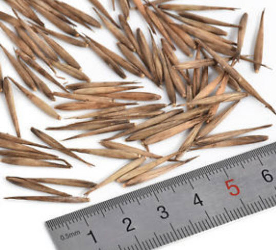 ไผ่ (bamboo) คละ / 30 เม็ด (China)