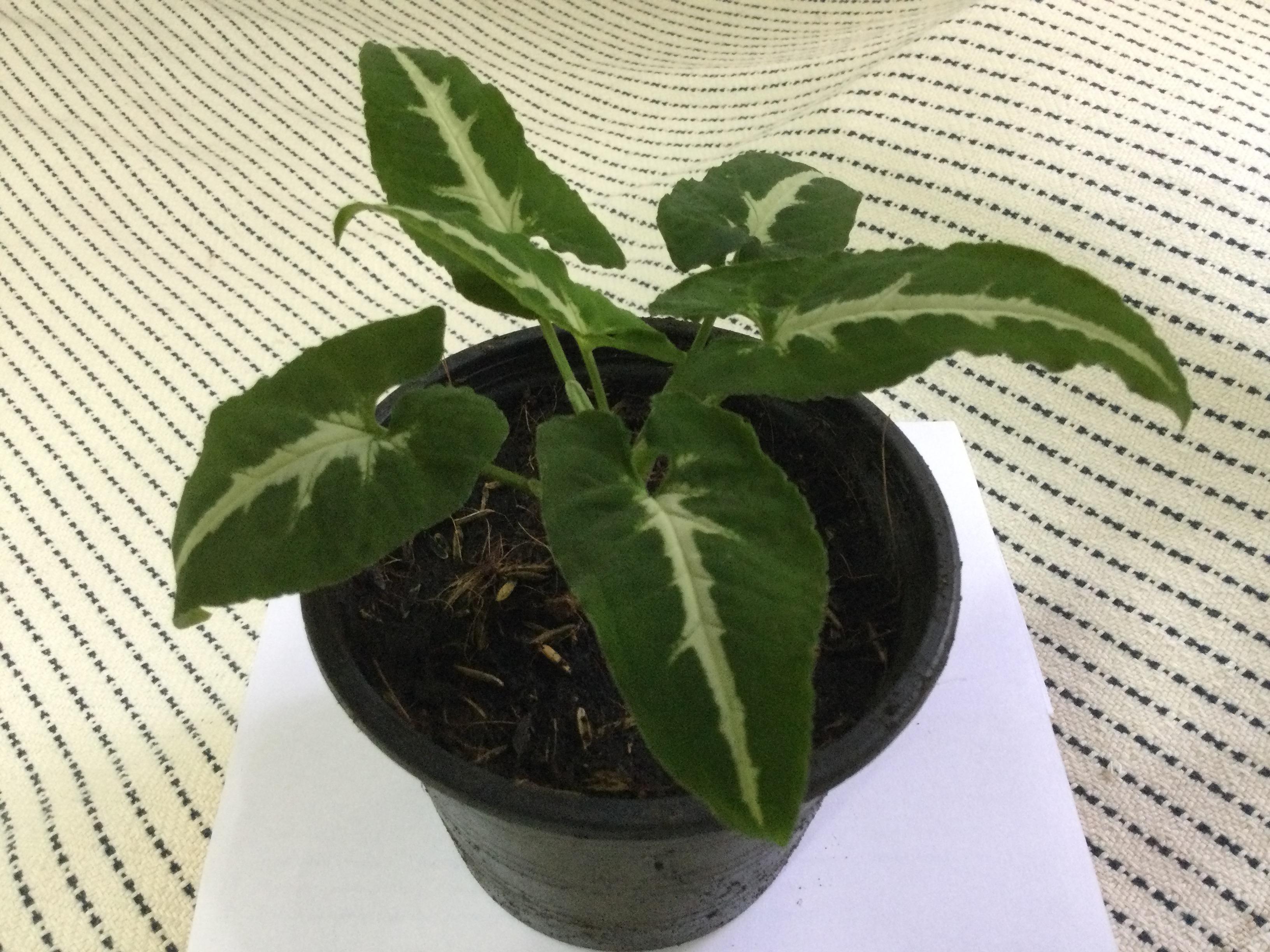 ต้นออมเพชร กระถาง 4 นิ้ว / ต้น