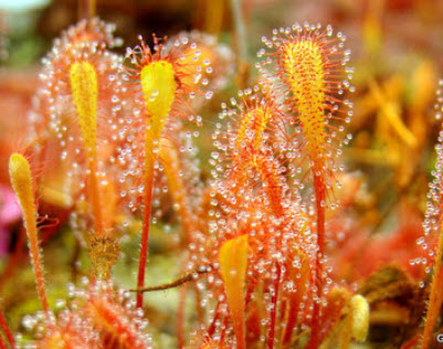 หยาดน้ำค้างอัฟริกัน (Drosera Nidiformis) / 5 เม็ด (Spain)