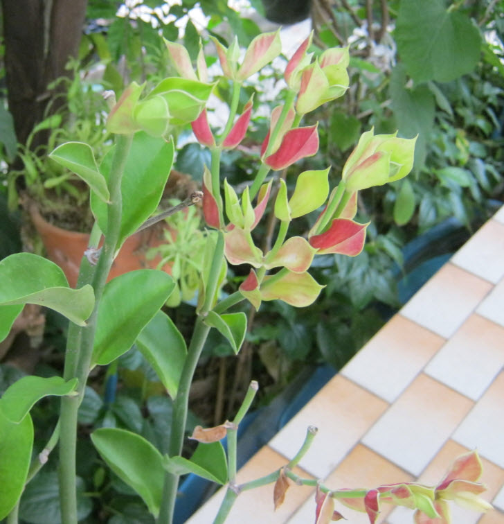 ต้นนกน้อย ใบเขียว สูง 40-50 ซ.ม. / ต้น