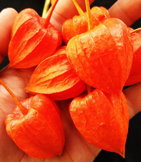 โทงเทงฝรั่ง เคพกูสเบอร์รี่ สีแดง / 30 เม็ด (China)