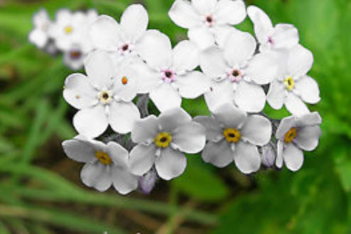 อัลไพน์ ฟอร์เก็ต-มีน็อท (Alpine Forget-me-not) สีขาว / 1,000 เม็ด (UK)