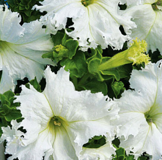 พิทูเนีย ซูเปอร์บิสซิมา (Petunia Superbissima) / 1,000 เม็ด (UK)