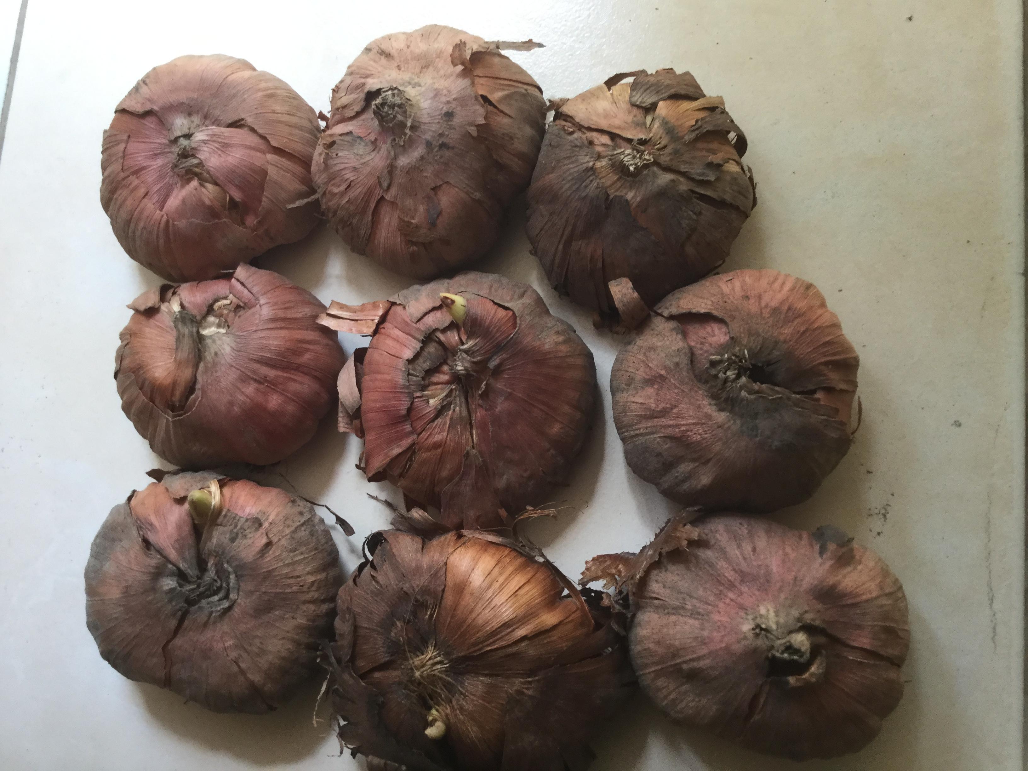 หัวแกลดิโอลัส (Gladiolus Corm) คละสี ขนาดเล็ก / ชุด 5 หัว