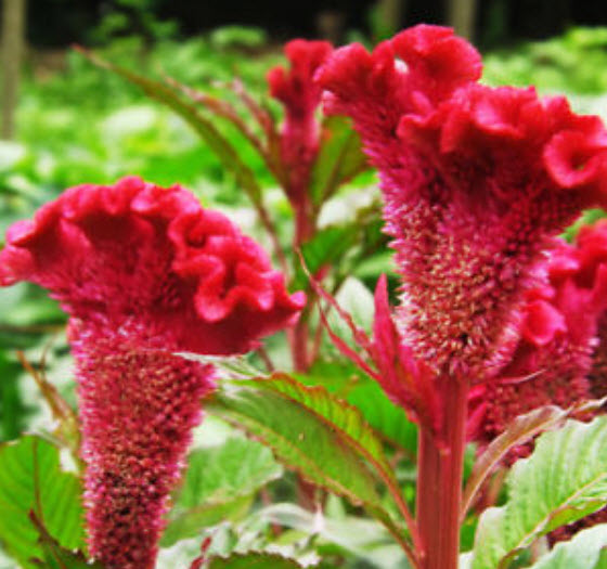 หงอนไก่ (Cockscomb) สีแดงดอกใหญ่ / ซอง 400 เม็ด (S026)