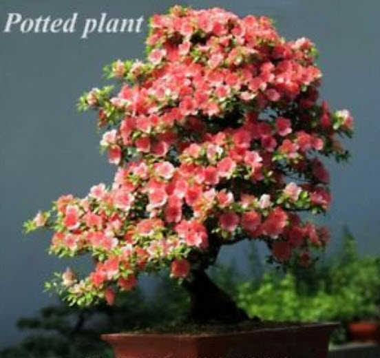 กุหลาบพันปีบอนไซ (Azalea) คละ / 50 เม็ด (นอก)