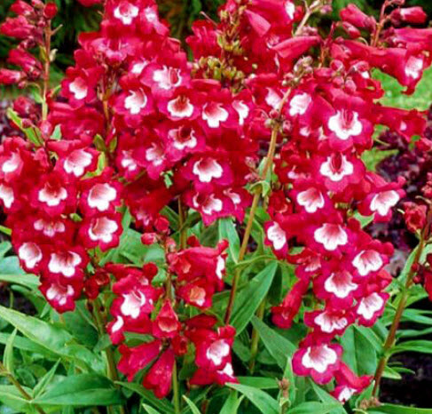 เพนสตีมอน เซนเซชั่น (Penstemon Sensation) คละ / 1,200 เม็ด (UK)*