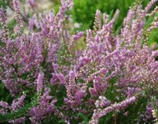คัลลูน่า หรือเฮเธอร์ (Calluna vulgaris / Heather) / 50 เม็ด (USA)