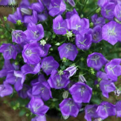 ดอกระฆัง หรือแคมพานูล่า (Campanula) คละ / 50 เม็ด (นอก)