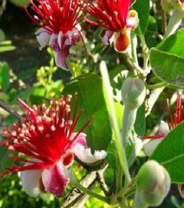 ต้นฝรั่งเฟยโจว ฝรั่งสับปะรด พันธุ์ Andre สูง 50-70 ซ.ม. ต้นไม้นำเข้า