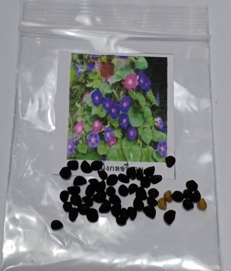 มอร์นิ่ง กลอรี่ (Morning Glory) หรือผักบุ้งฝรั่ง คละสี / ซอง 40 เม็ด