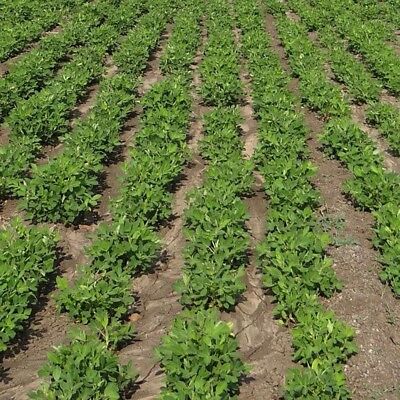 ถั่วลิสงเวอจิเนียจัมโบ้ (Virginia peanut) / 25 เม็ด