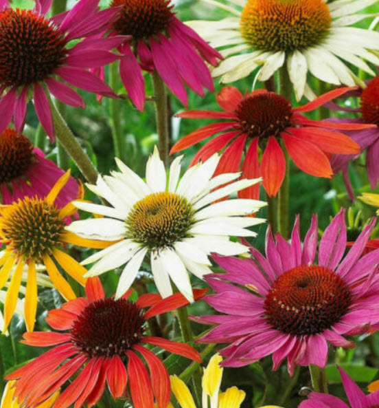 เอ็กไคนาเซีย (Echinacea) คละสี / 100 เม็ด