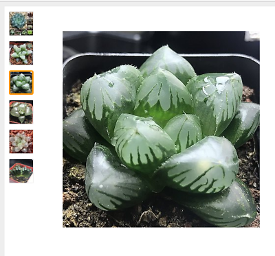 ฮาโวเทีย (Haworthia cooperi) คละ / 50 เม็ด