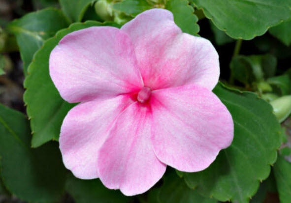 เทียนฝรั่ง (Busy Lizzie) สีชมพู / 170 เม็ด (UK)
