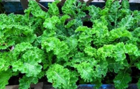 ผักเคล (Kale) เขียว / 1,000 เม็ด (UK)*