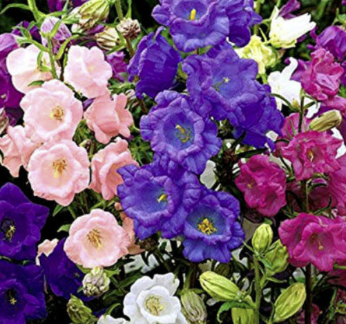 ดอกระฆัง (Canterbury Bells - Cup and sauce) คละ / 2,000 เม็ด (UK)