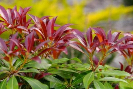 มะฮ็อกกานีจีน (Chinese Mahogany) / 30 เม็ด (China)