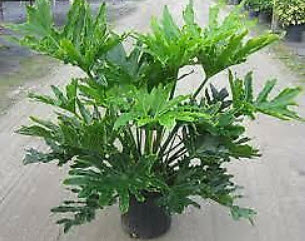 ฟิโลใบมะละกอ หรือ ฟีโล ซีลอม (Philodendron selloum) / 10 เม็ด