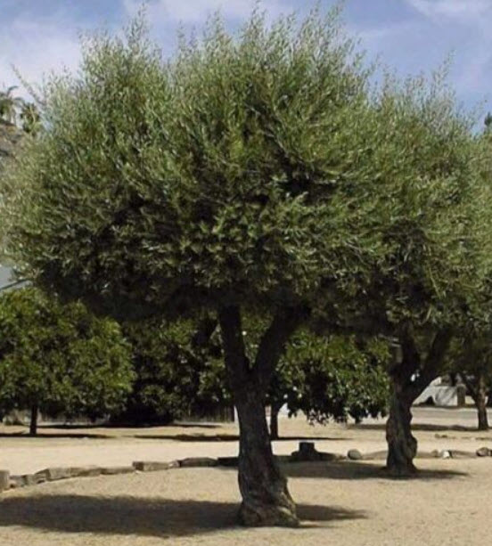 มะกอกโอลีฟ (European Olive Oil) / 5 เม็ด (Portugal)*