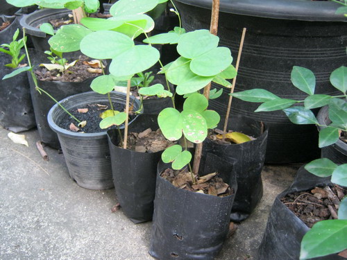 ต้นกาหลงขาว กระถาง 6 นิ้ว สูง 15-25 ซ.ม.