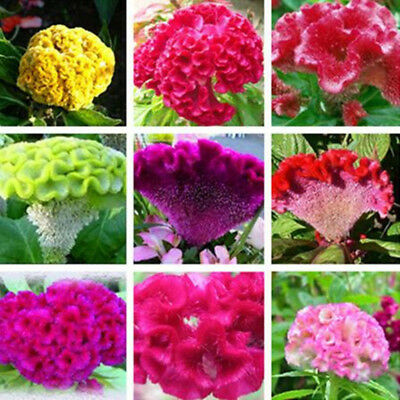 หงอนไก่ (Cockscomb) ดอกใหญ่ คละ / 100 เม็ด (China)