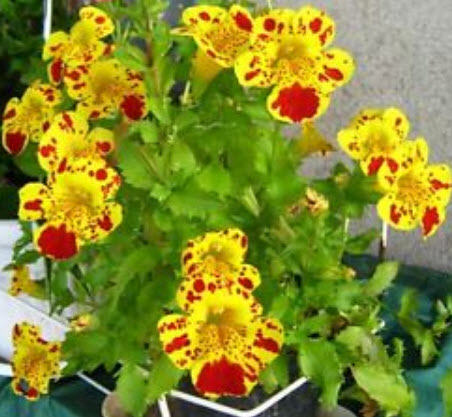 มิมิวลัส (Mimulus / Tiger Monkey Flower) คละ / 3,200 เม็ด (UK)*