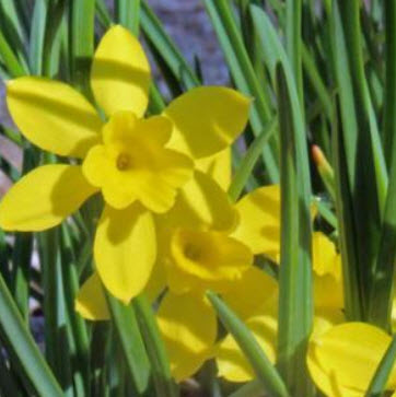 ดารารัตน์ (Narcissus rupicola) เหลือง / 5 เม็ด (Spain)