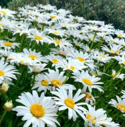 แชสต้าเดซี่ - ซิลเวอร์ปริ้นเซส (Shasta Daisy - Silver Princess) / 500 เม็ด (UK)