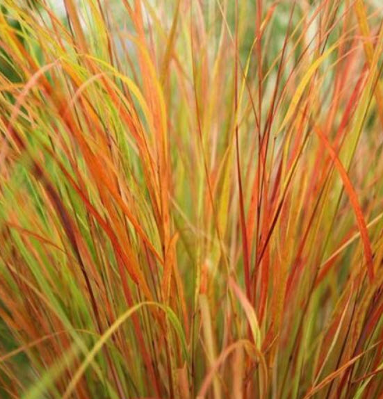 หญ้าหางไก่ฟ้า (Pheasant's tail grass) / 10 เม็ด (Spain)